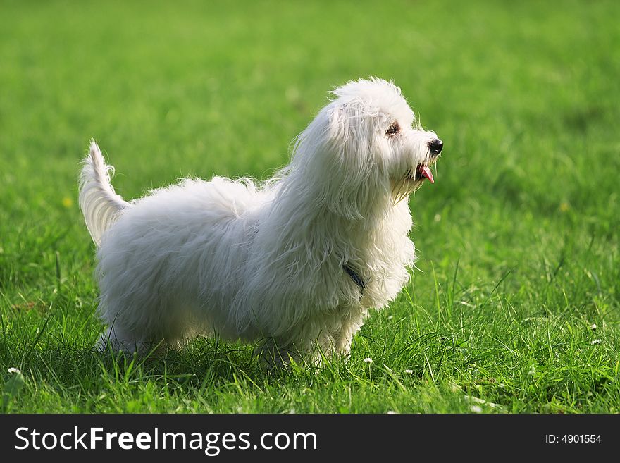 A sunny afternoon, with my dog in the park. A sunny afternoon, with my dog in the park.