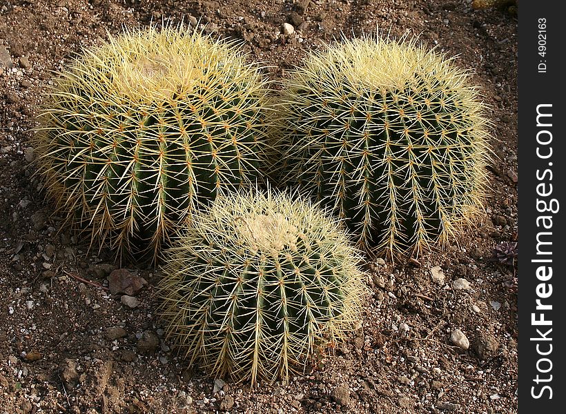 Trio of bristly barrel cacti. Trio of bristly barrel cacti