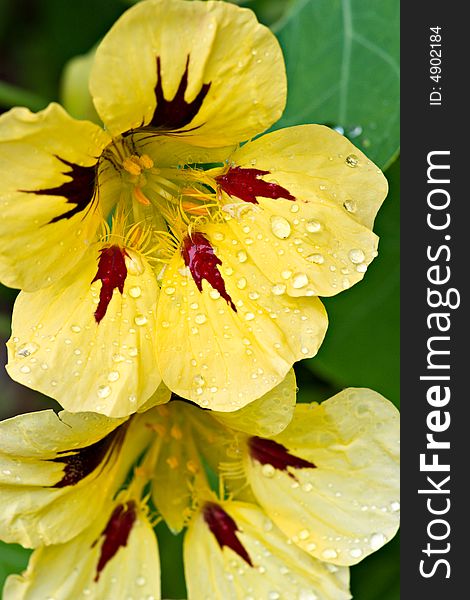 Close-up picture of a yellowt flower after rain. Close-up picture of a yellowt flower after rain.