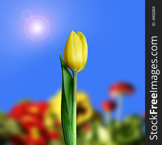 Yellow tulip , coloured and flower background