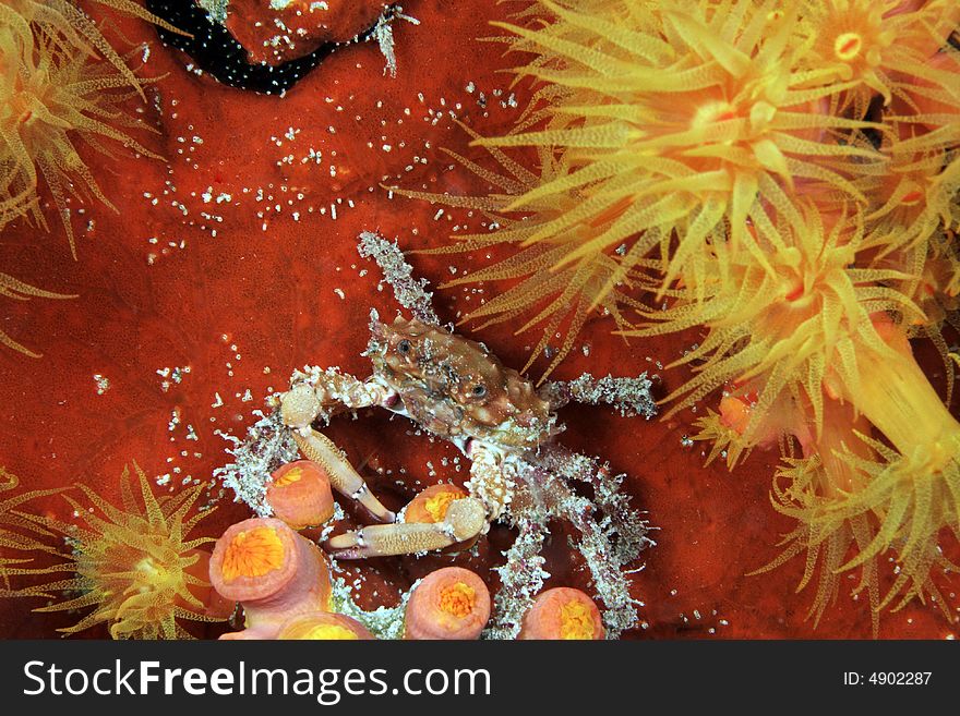 Decorator Crab at town pier at night