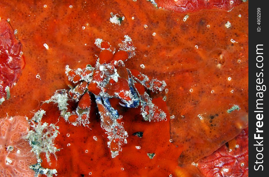 Cryptic Teardrop Crab (pelia Mutica)