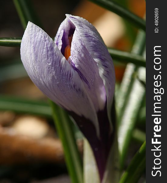 Crocus bud emerging in spring