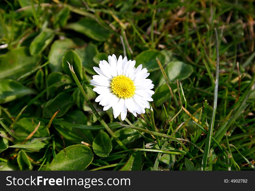 Photo of a single daisy against a grassy background