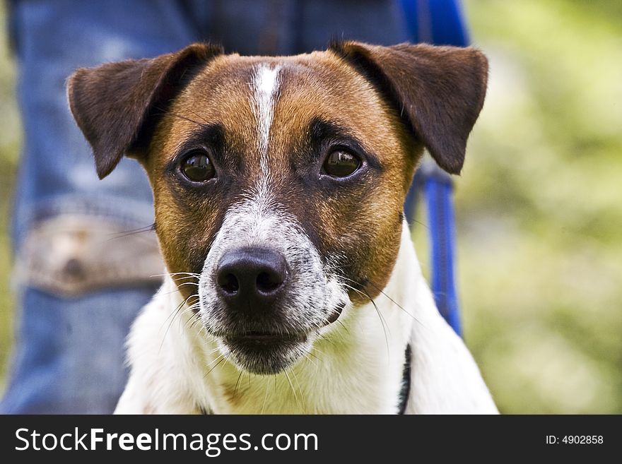 1 year old Jack Russell. 1 year old Jack Russell