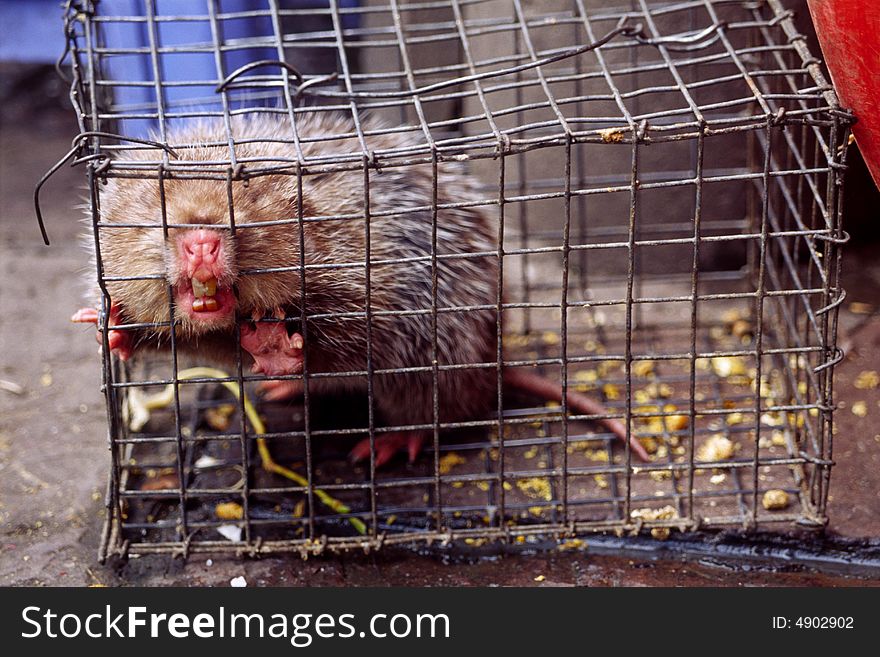 A kind of wild mouse called the bamboo mouse, caught by local people. A kind of wild mouse called the bamboo mouse, caught by local people