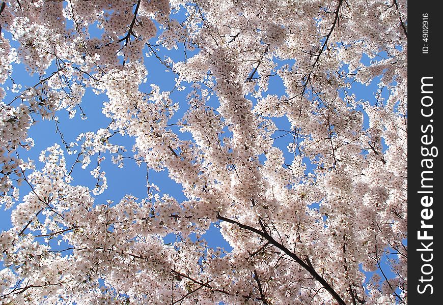 Detail of New Spring Cherry Blossom Tree. Detail of New Spring Cherry Blossom Tree