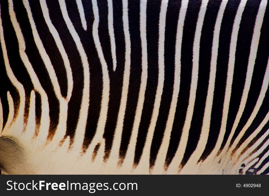 A close up Details of Zebra