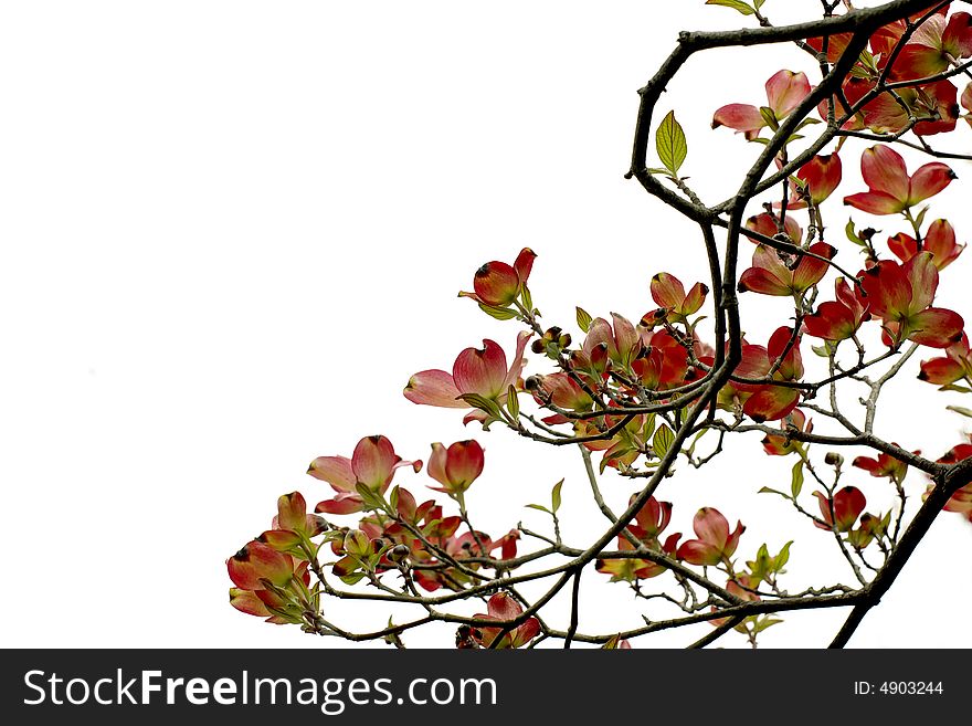 Blooming tree on a white background covered a half of the image. Blooming tree on a white background covered a half of the image