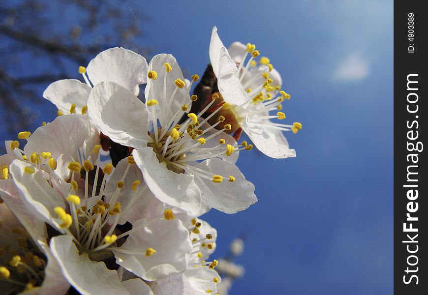 Dismissed flowers apricots on  background of  blue sky, spring