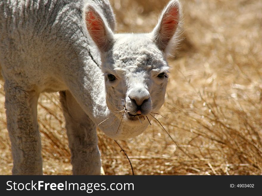 Freshly groomed llama eating in field