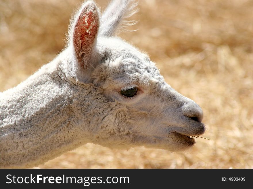 Freshly groomed llama eating in field