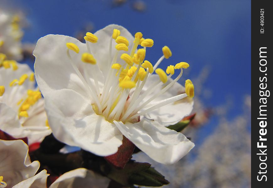 Dismissed flowers apricots on  background of  blue sky, spring