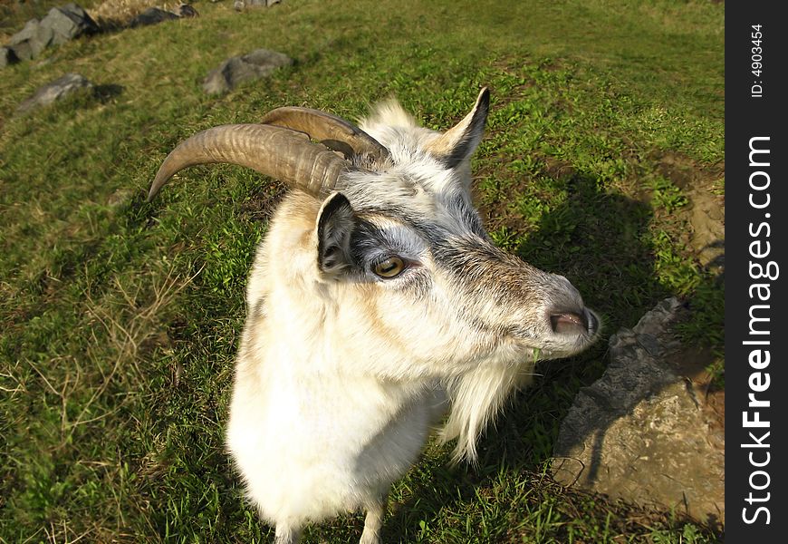 Domestic goat green meadow, spring
