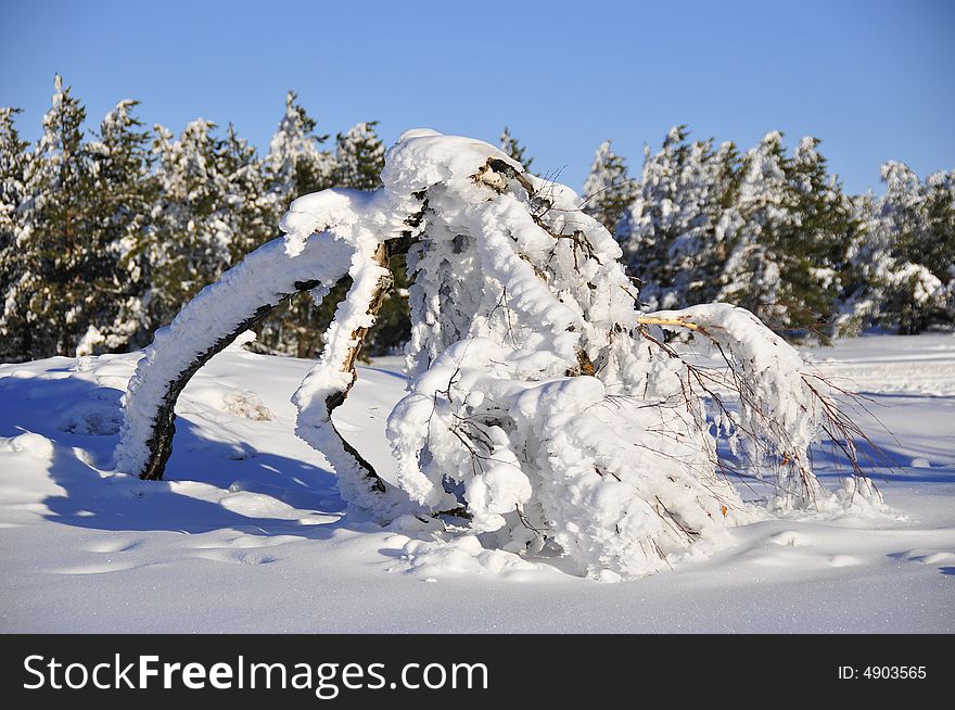 A desperate birch under snow at Ai-Petri plateau, Crimea, Ukraine. A desperate birch under snow at Ai-Petri plateau, Crimea, Ukraine