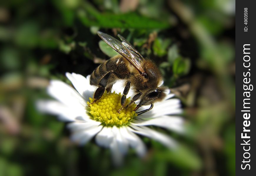 Bee with spring white flower. Bee with spring white flower