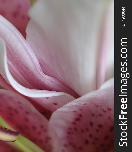 Pink flower petals close-up