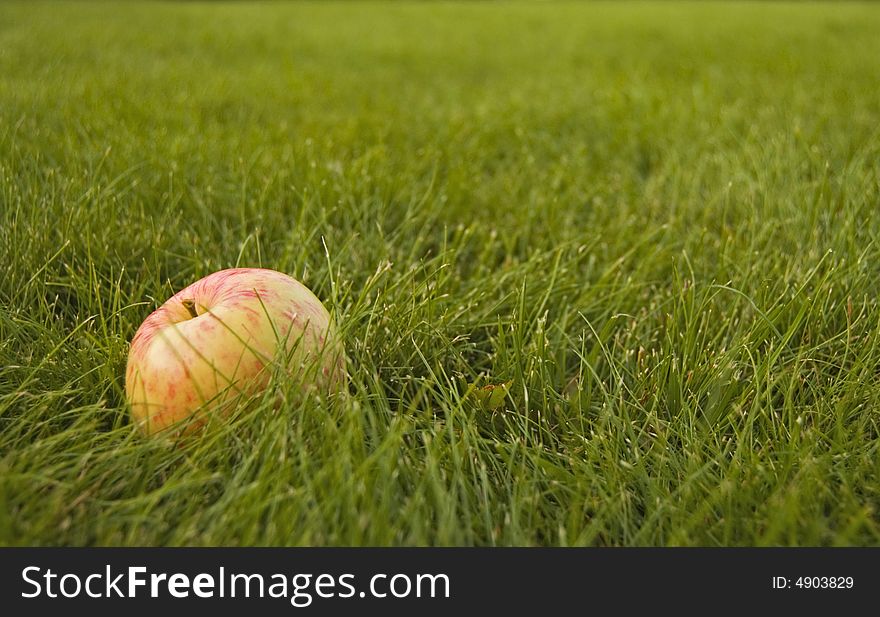 Red yellow apple on the green grass