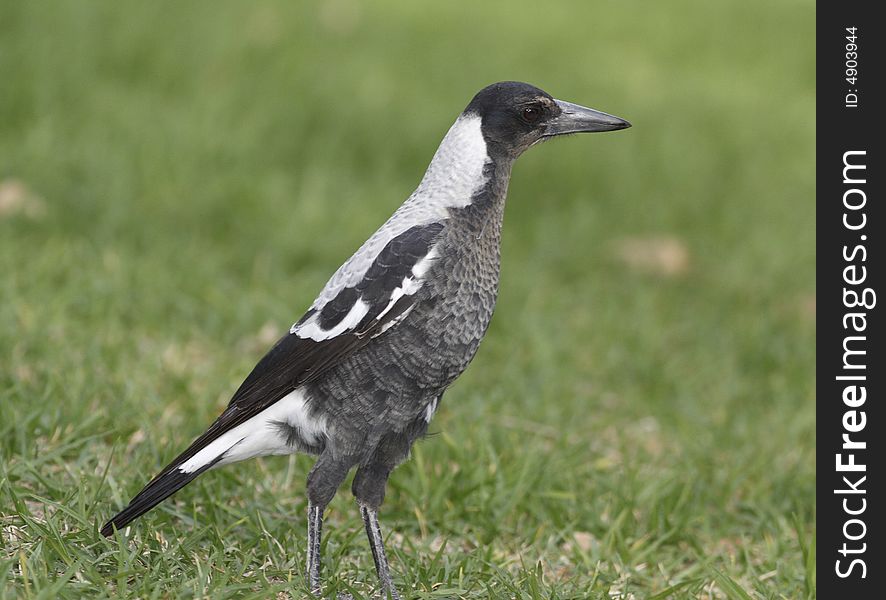 Australian Magpie, bird is standing in the park