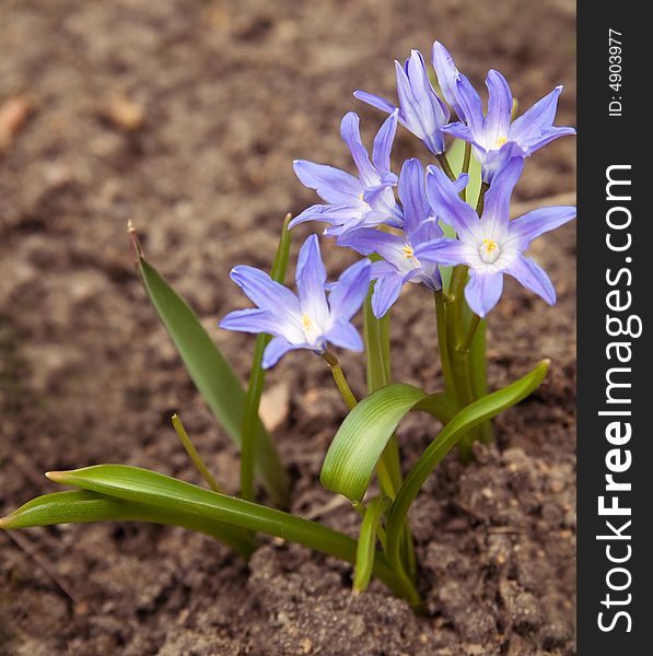 Natural blue glory of the snow (first spring flowers)