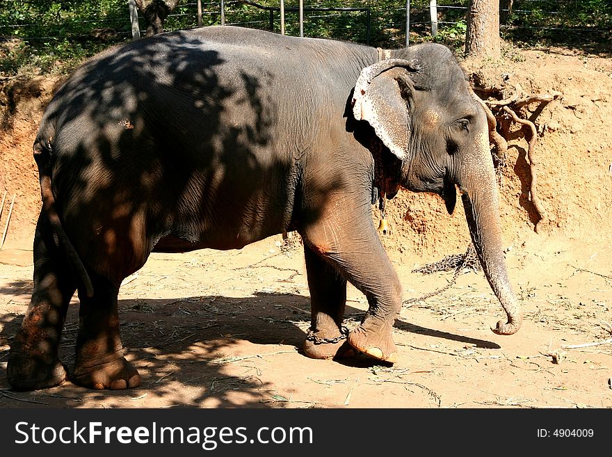 Indian elephant, big and strong