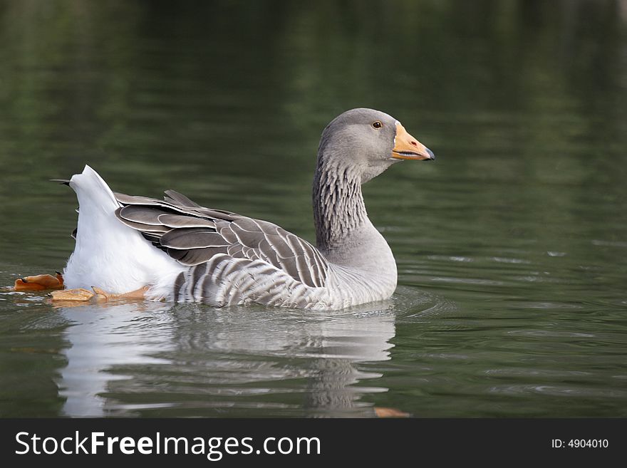 Goose swimming in the lake in the park