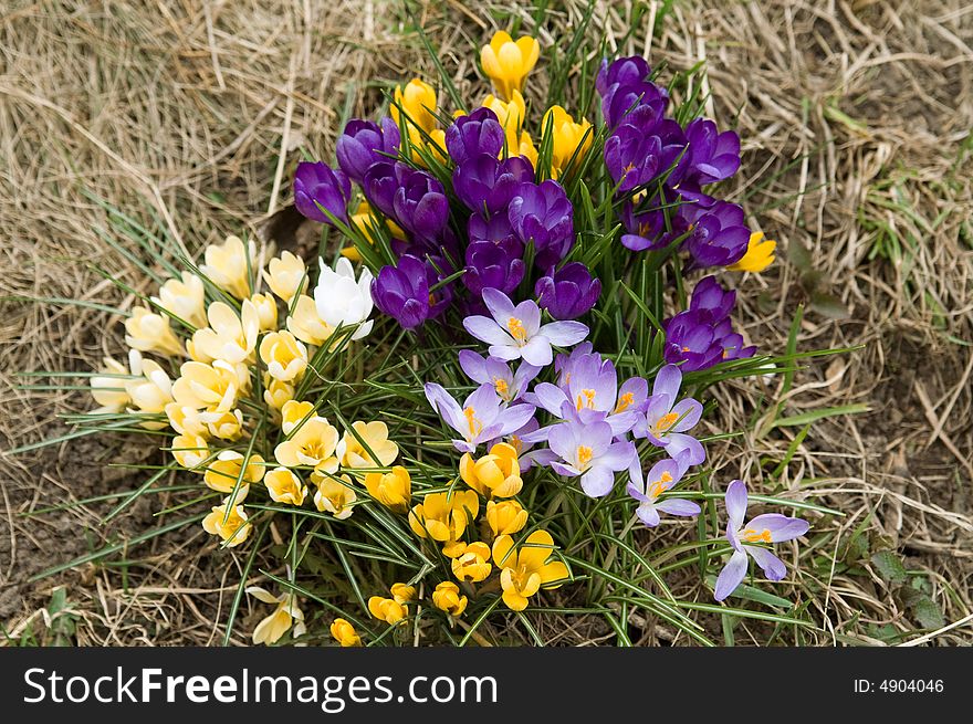 Yellow, blue, purple and white crocuses