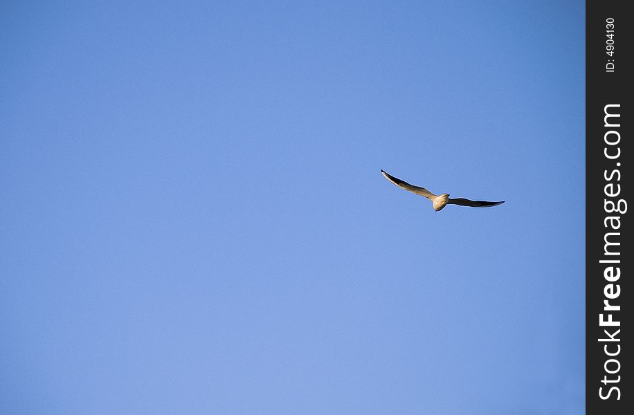 Spring, April. The lonely flying Seagull. Spring, April. The lonely flying Seagull.