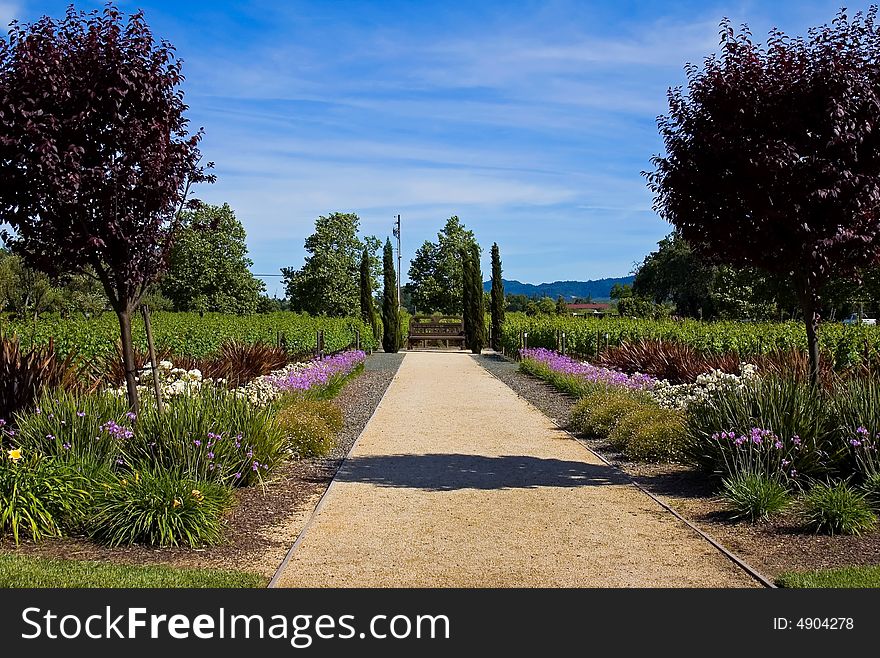 Vineyard in California