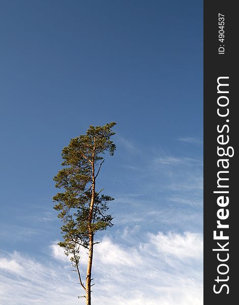 Pine on sky, cirrus (Ci) clouds