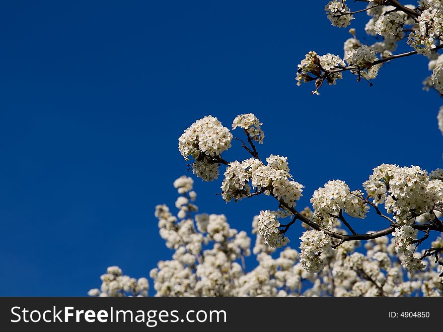 Blooming trees in a spring