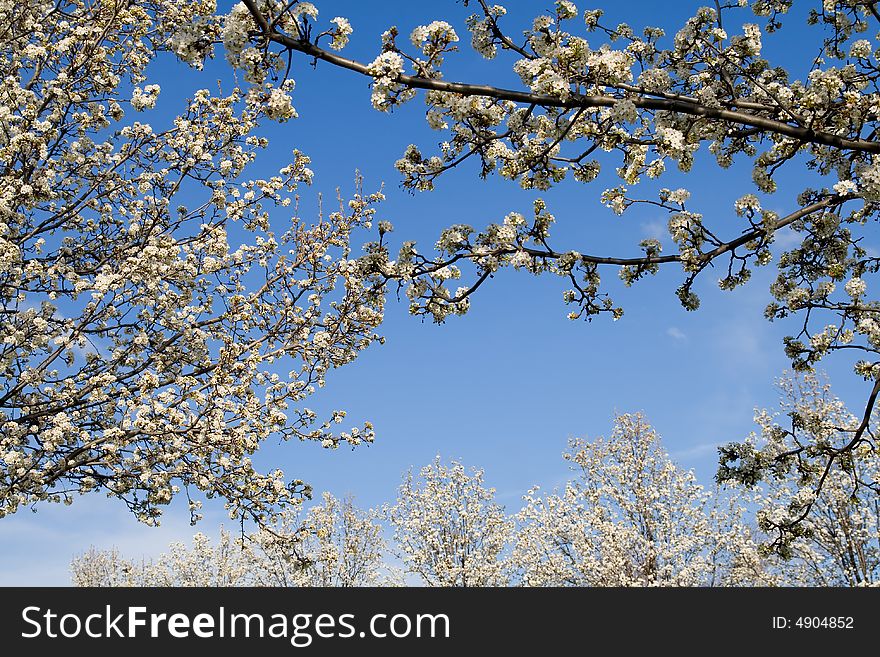 Blooming trees in a spring