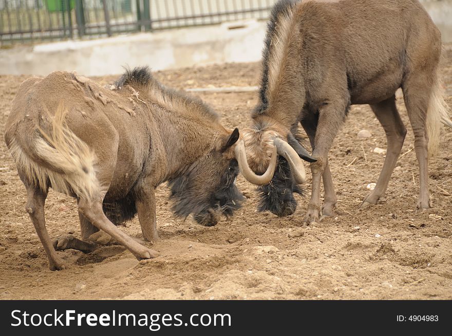 Fighting antelopes gnu in the Moscow zoo