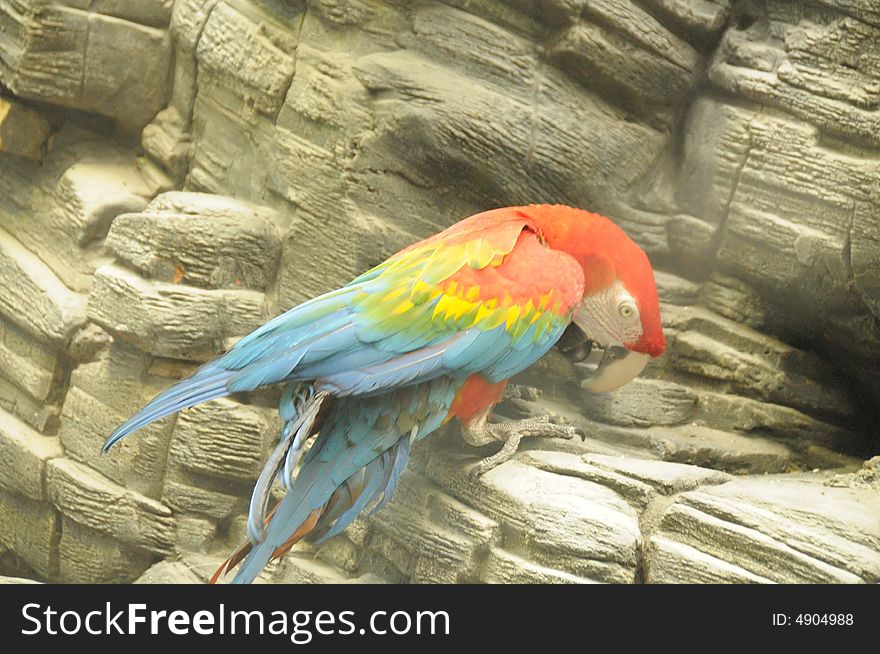 Parrot in the moskow zoo