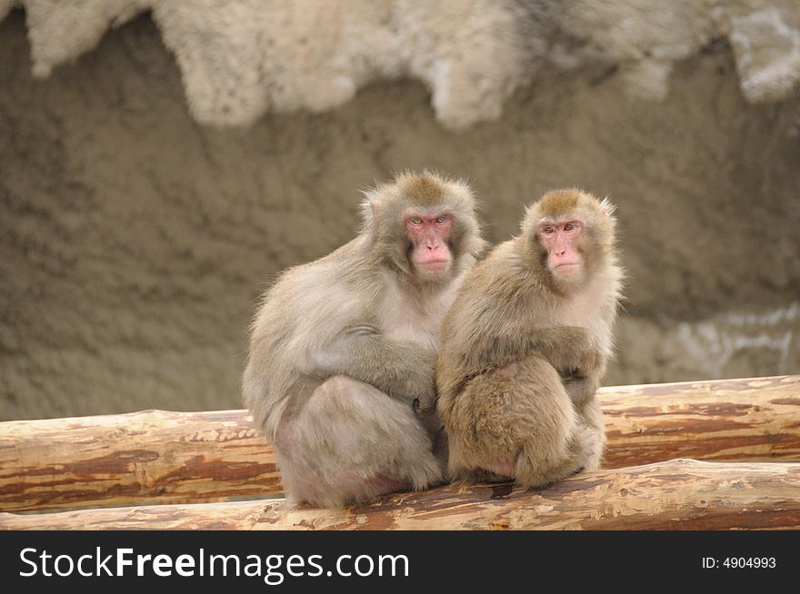 Japanese macaque in the moscow zoo