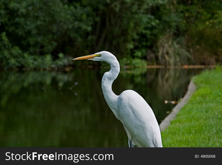 Great White Heron standing by the pond