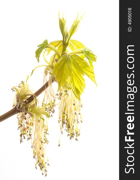 Flowering tatarian maple, isolated on white background