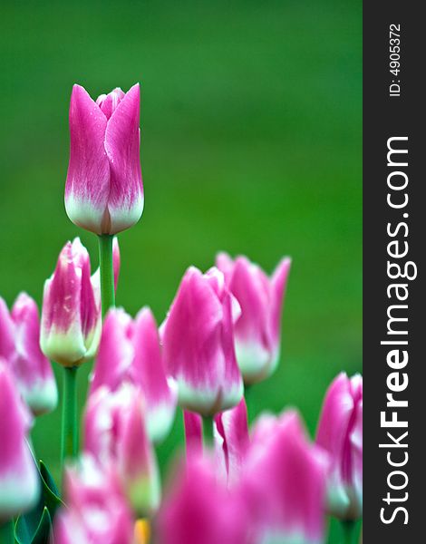 Pink tulips with green background. Pink tulips with green background