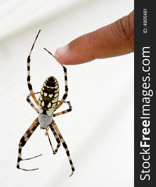 A finger touches a large colorful spider on a web. A finger touches a large colorful spider on a web.