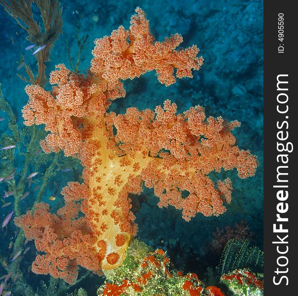 Soft coral reef scene