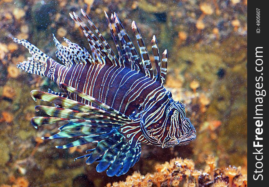 Common lionfish (pterois miles) in the sea