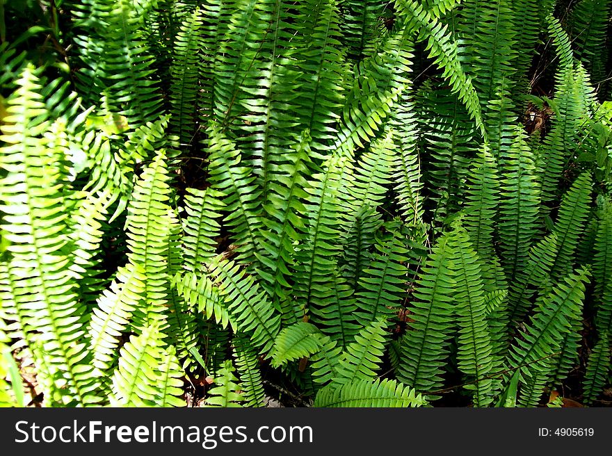 Ferns In The Sun