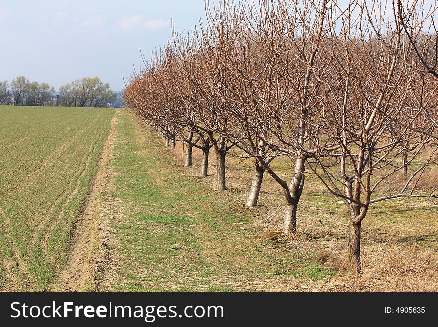 Row of peach trees in a spring orchard