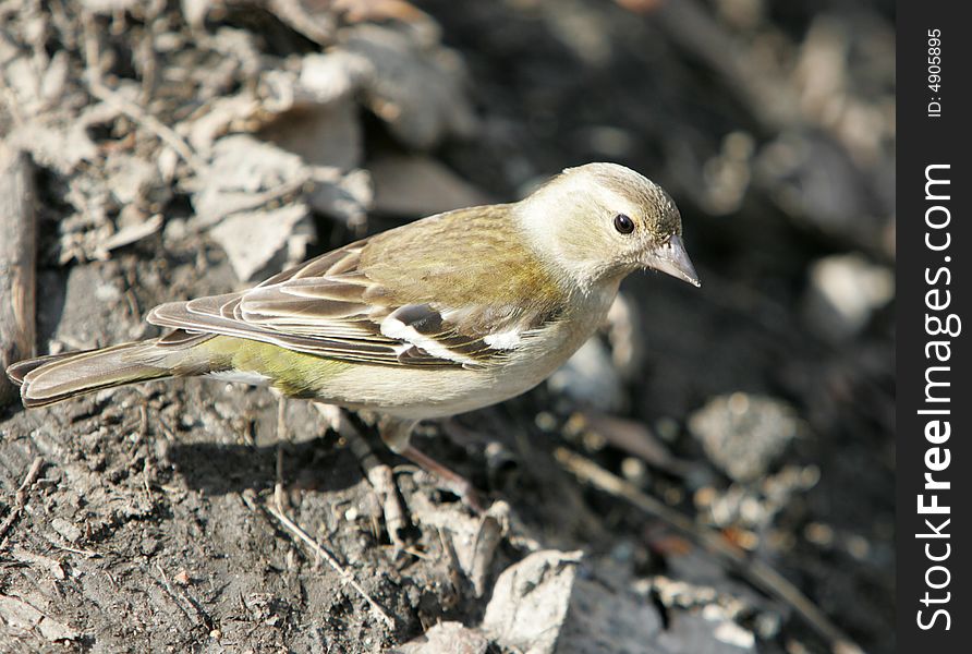 Yellow wagtail, or Motacilla flava