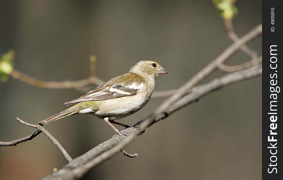 Yellow Wagtail, Or Motacilla Flava