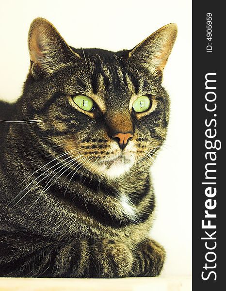 Portrait of a cat, vertical image