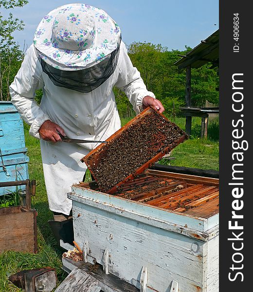 A beekeeper in veil at apiary among hives. Summer, sunny day. Russian Far East, Primorye. A beekeeper in veil at apiary among hives. Summer, sunny day. Russian Far East, Primorye.
