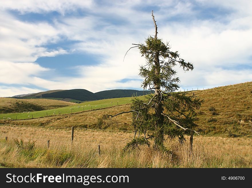 Pine tree against green rolling landscape with flock of sheep on pasture land. South Island. New Zealand. Pine tree against green rolling landscape with flock of sheep on pasture land. South Island. New Zealand