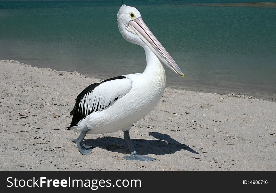 Close shot of a Pelican standing on beach. Kalbarri. Western Australia. Close shot of a Pelican standing on beach. Kalbarri. Western Australia