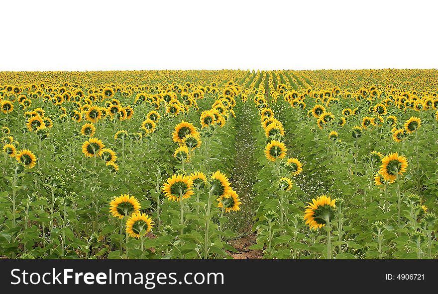View on a field full of sunflowers growing in a row. View on a field full of sunflowers growing in a row.